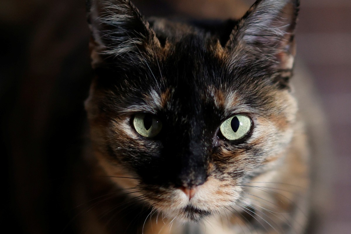 Cat Drug Shows Promise Against Coronavirus In Lab Tests Chinese Researchers Say South China Morning Post