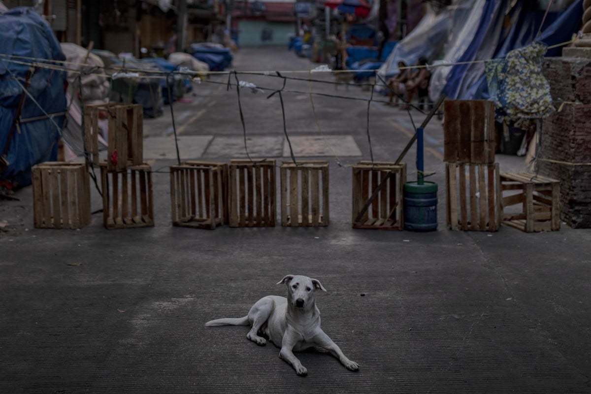 With animal shelters full, millions of stray dogs and cats roam the  Philippines – but one clinic is offering a solution | South China Morning  Post