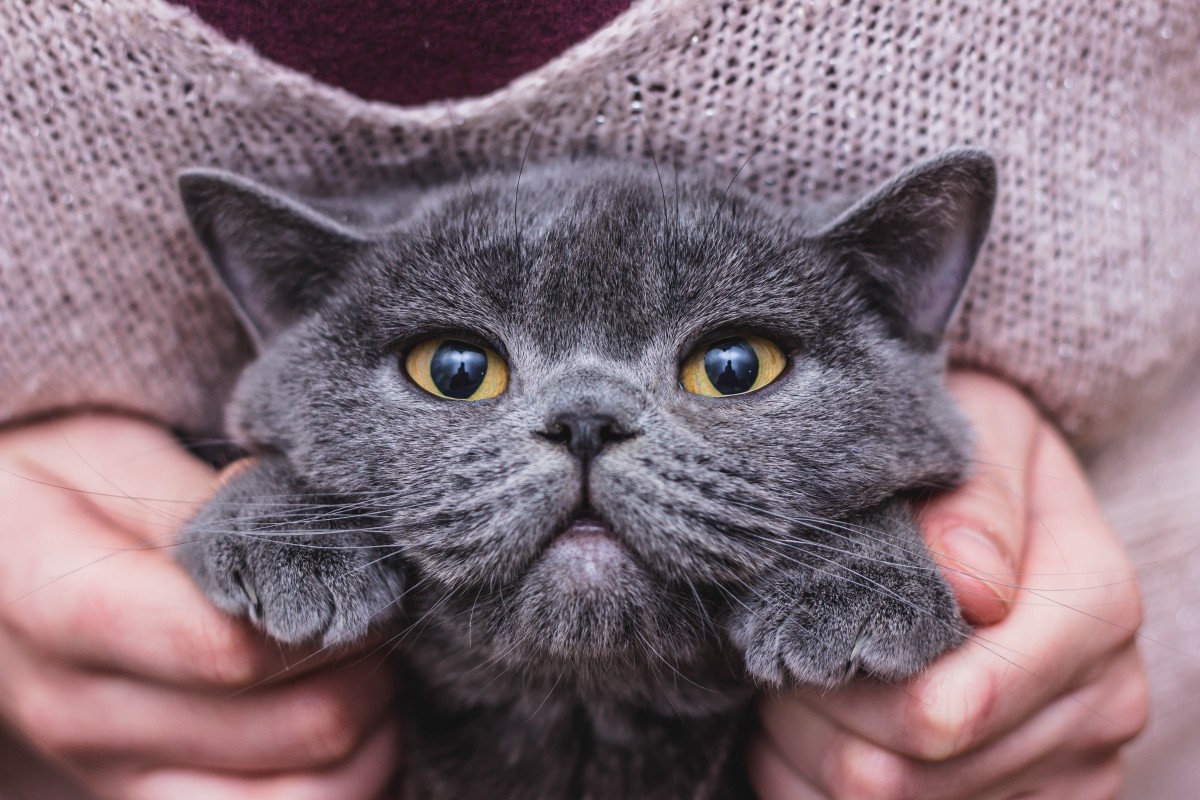 Разговорчивый британец кот