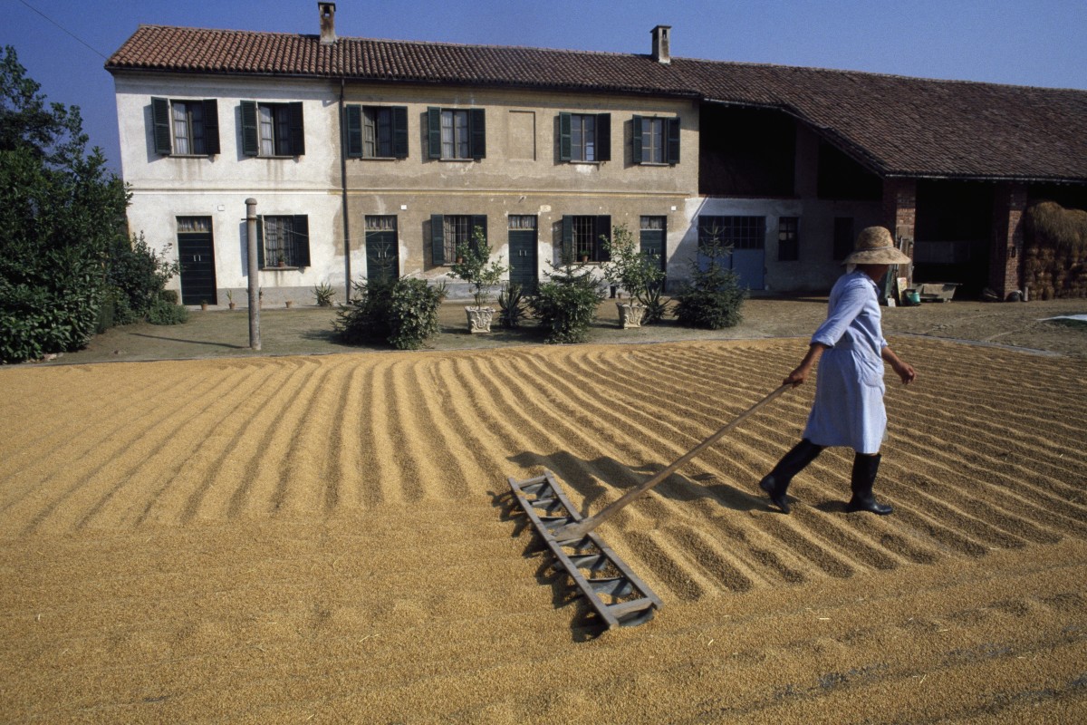 Secrets of the Italian rice used in risotto – and the…