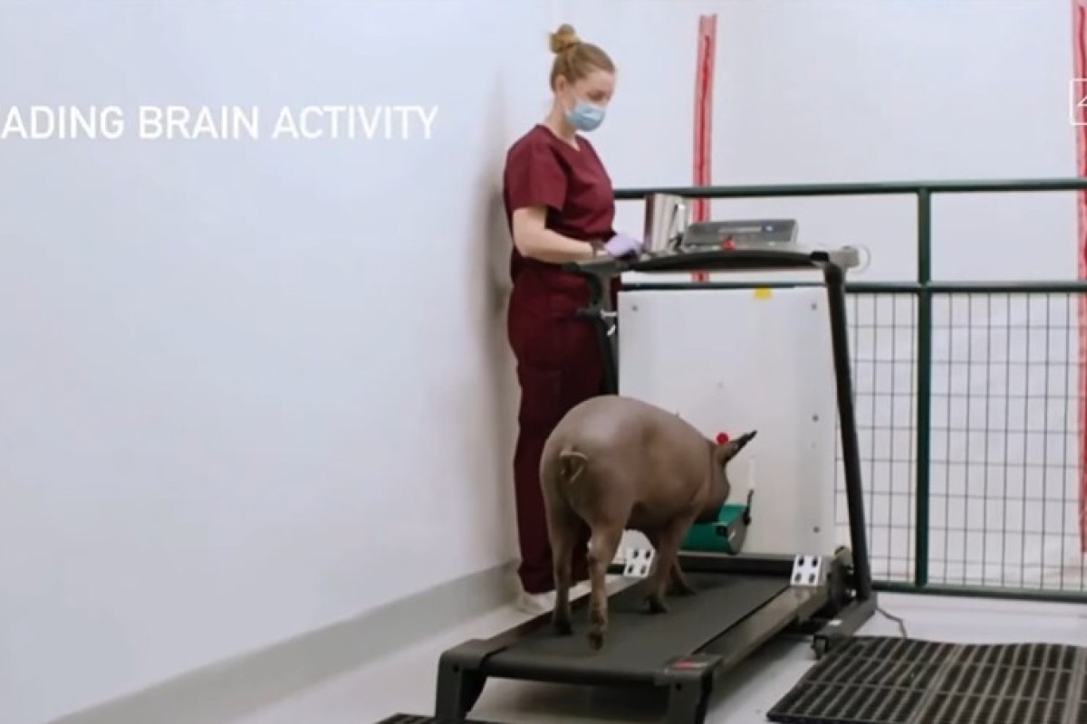 Elon Musk S Neuralink Begins Brain Chip Tests On Pigs With Aim To Cure Human Diseases One Day South China Morning Post