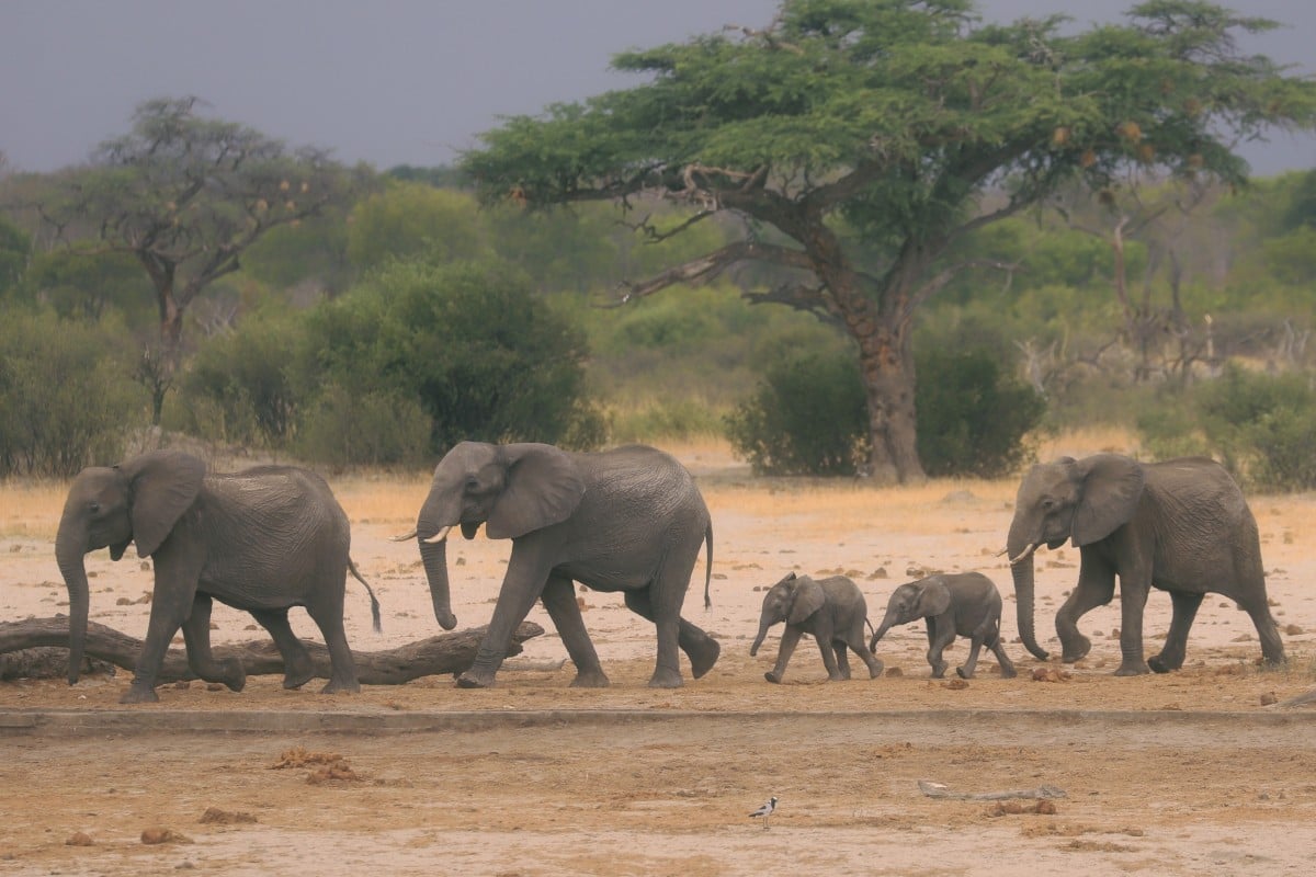 Zimbabwe last week reversed its decision to license Chinese companies to mine Hwange national park. An environmental group applied to the country's High Court on September 8, 2020, to stop coal mining in the park, home to one of Africa's largest populations of elephants. Photo: AP