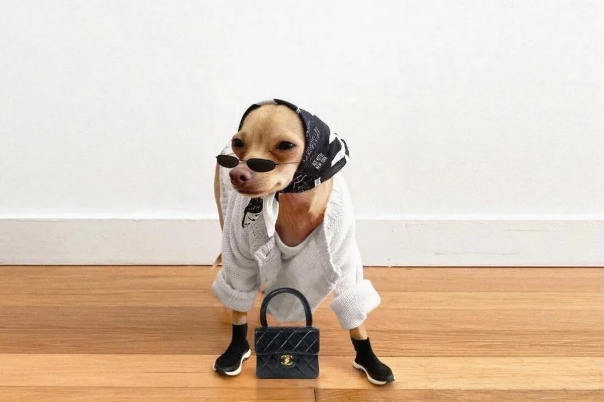 The Dog Influencer Channelling Kendall Jenner And Audrey Hepburn Meet Boobie Billie The Instagram Mutt With Her Own Fashion Line For Humans South China Morning Post