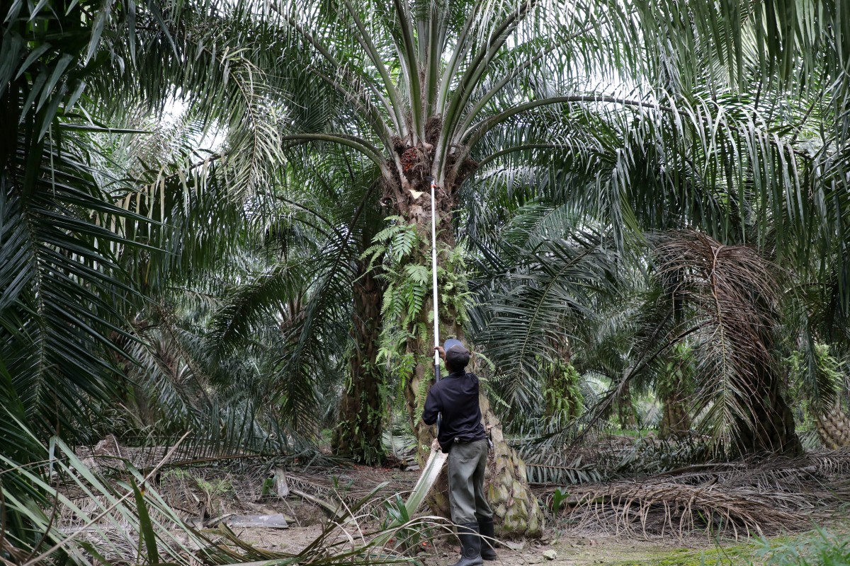 Indonesian Group Blames Malaysia For Inhumane Treatment Of Illegal Migrant Workers In Sabah Report South China Morning Post