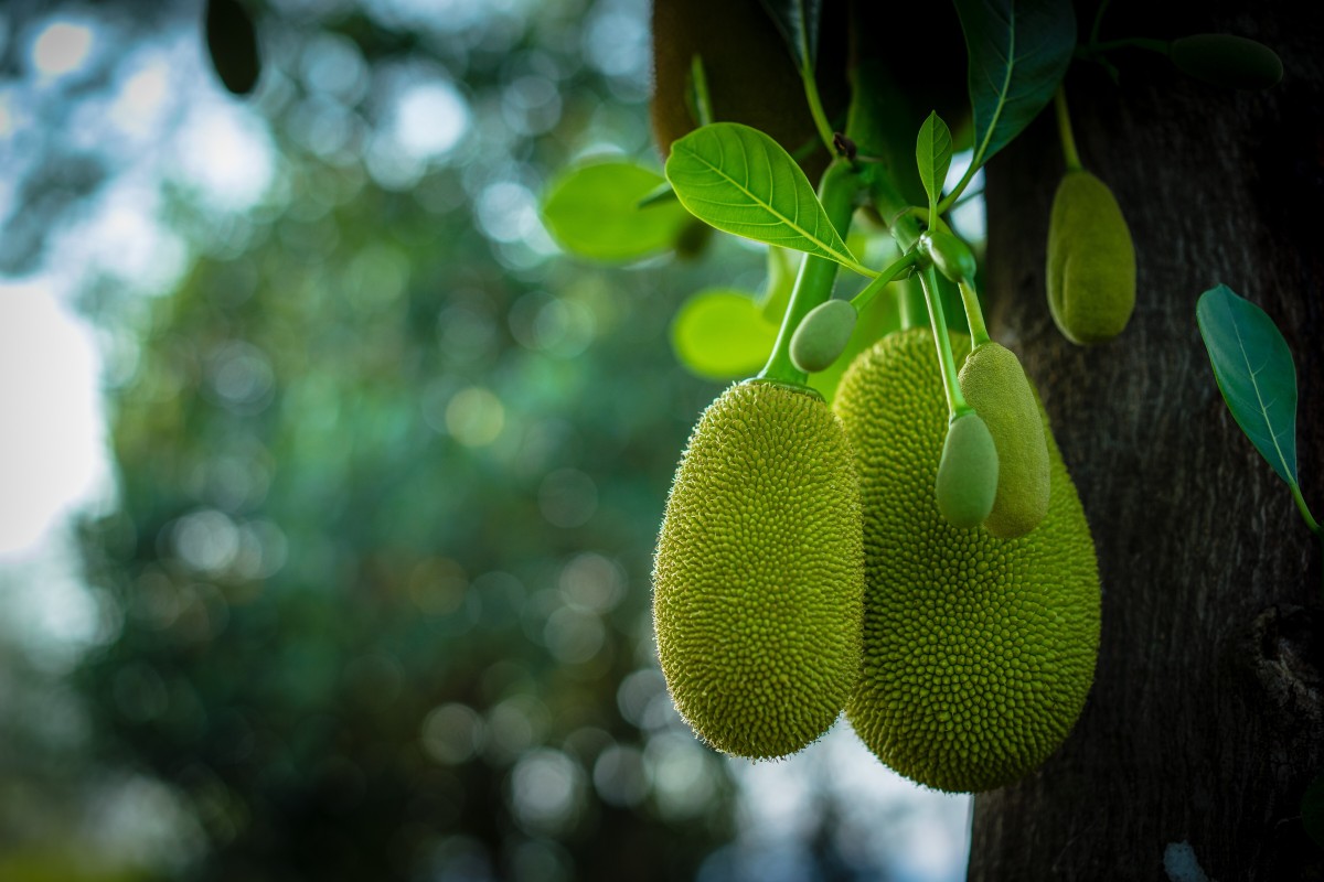 How green jackfruit flour can help with type 2 diabetes, and reduce cancer  patients' side effects from chemotherapy | South China Morning Post
