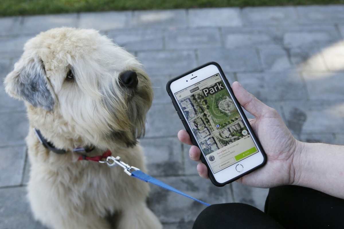 Pet detective services grow in China as cat and dog ownership rises, and experience counts more than hi-tech tools, says a veteran of the business | South China Morning Post