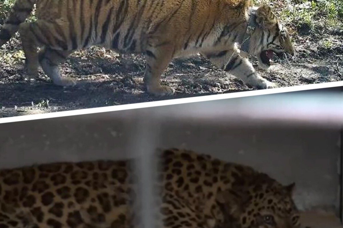 Missing Leopard In China Feared Dead As Siberian Tiger Returned To The Wild After Village Attack South China Morning Post