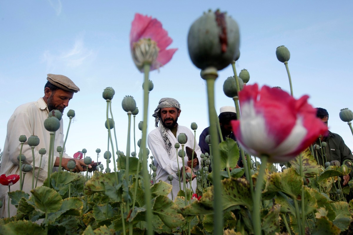 Afghan farmers work at a poppy field in Jalalabad province, Afghanistan. Photo: Reuters