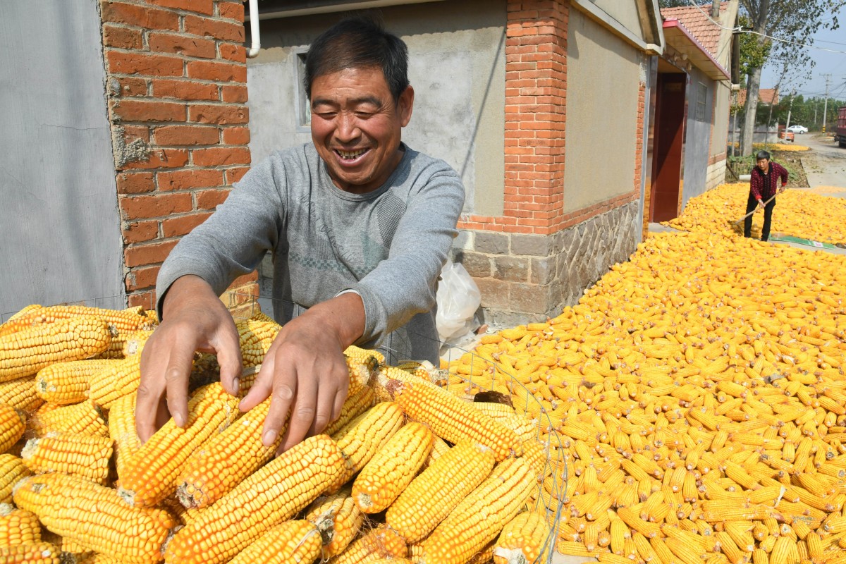 The domestic harvest season is looming and China is expecting a bumper crop after farmers sharply boosted corn planting this year. Photo: Xinhua