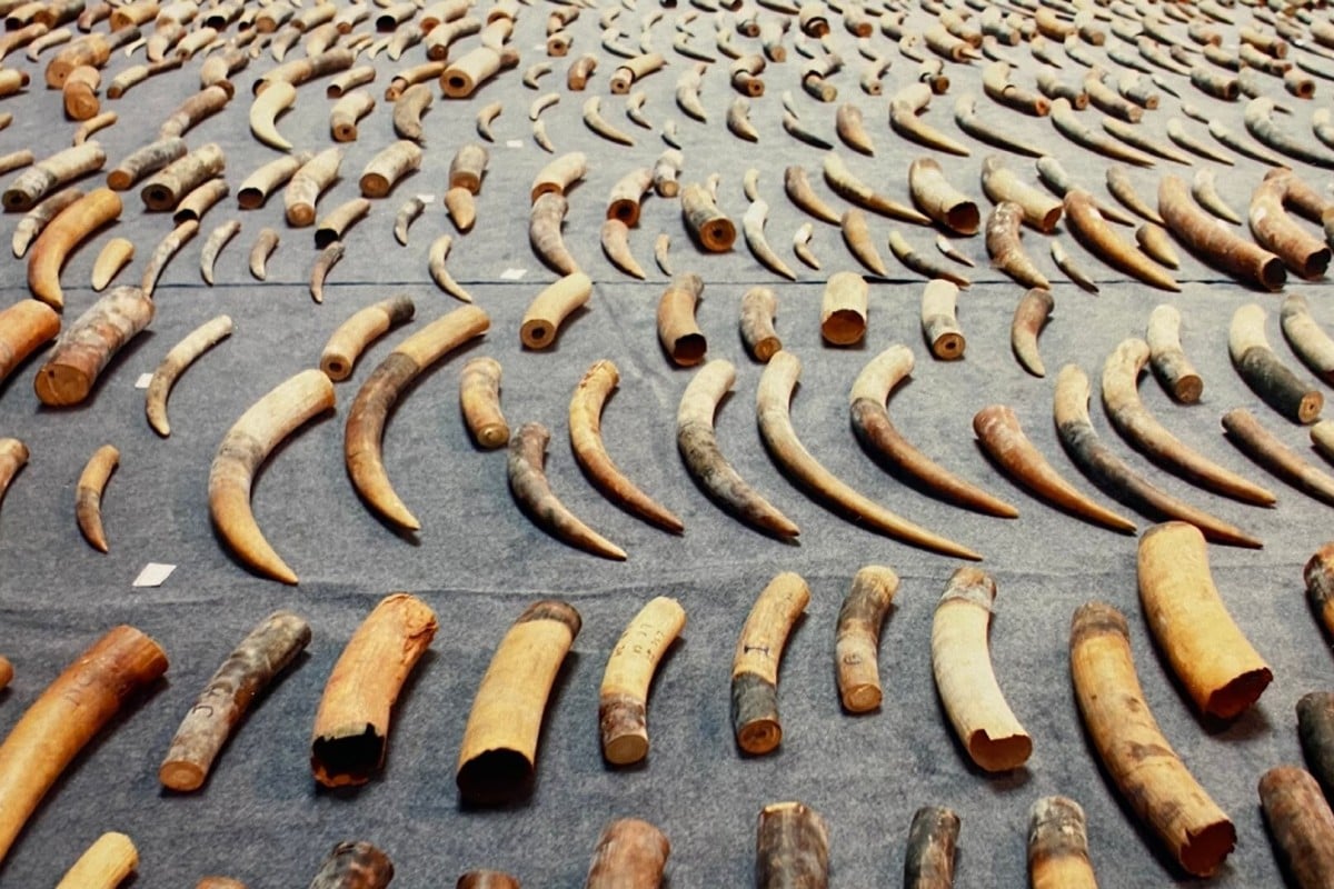 mammoth tusks