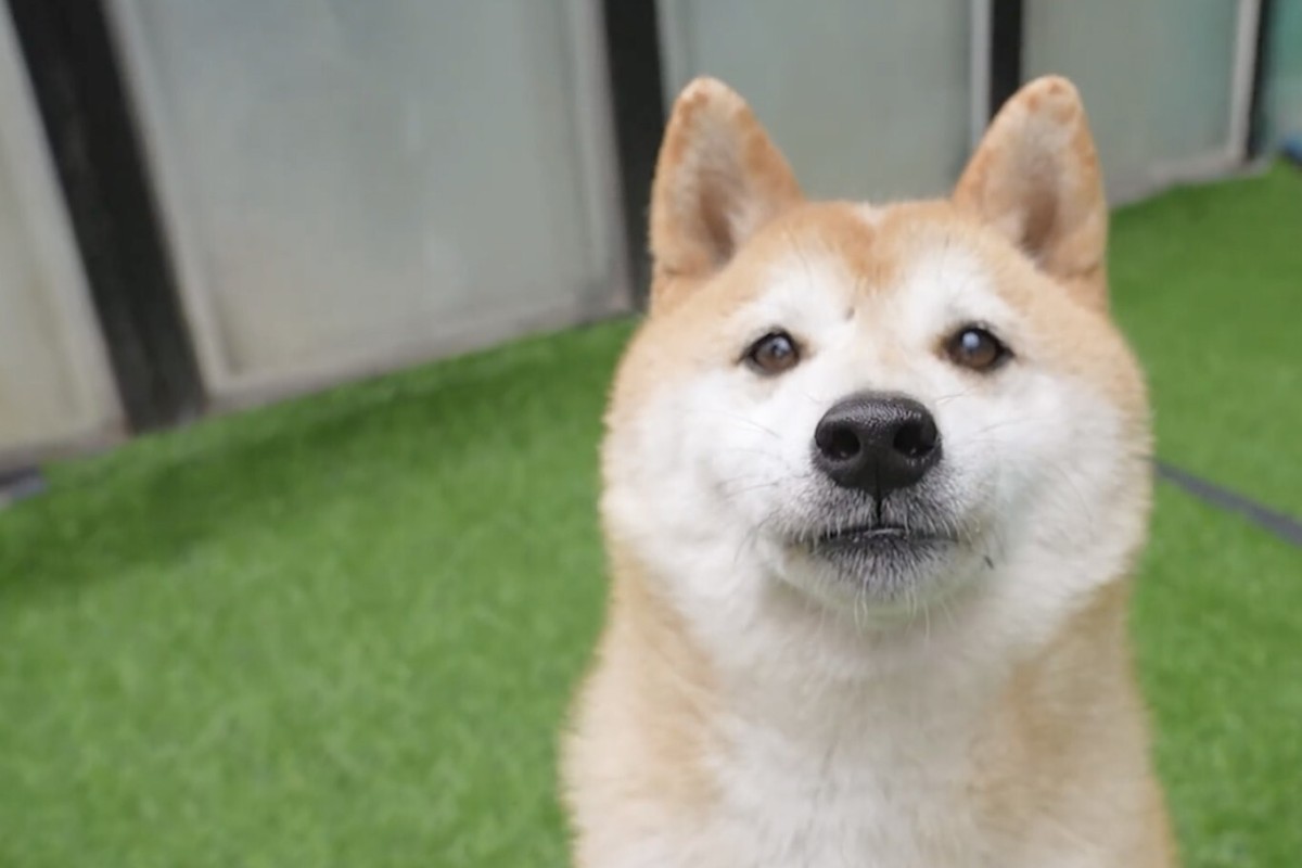 Chinese Celebrity Pet Shiba Inu Dog In Beijing Sells For Us 25 000 In Online Auction After Being Abandoned For 7 Years South China Morning Post