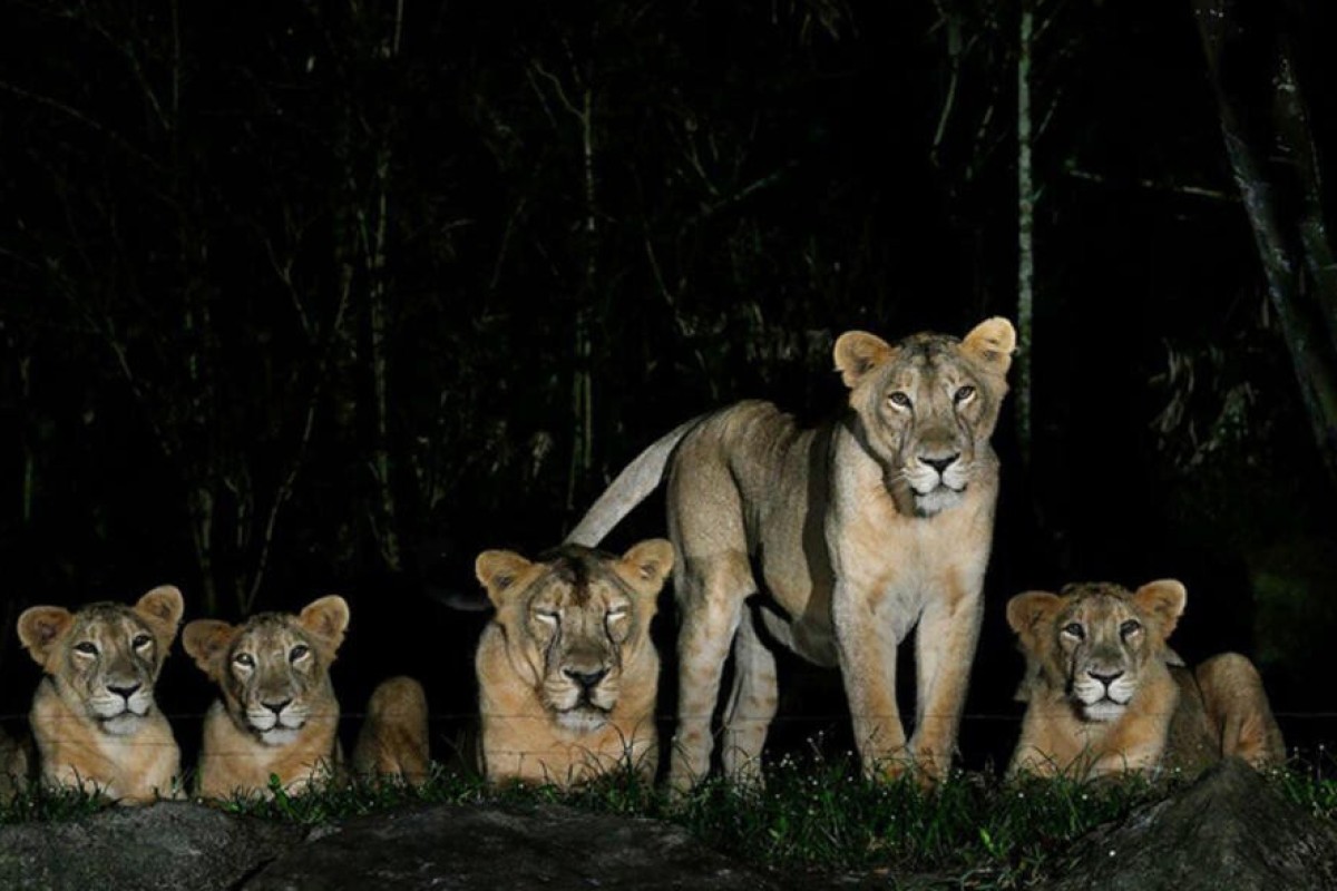 Lions covid singapore