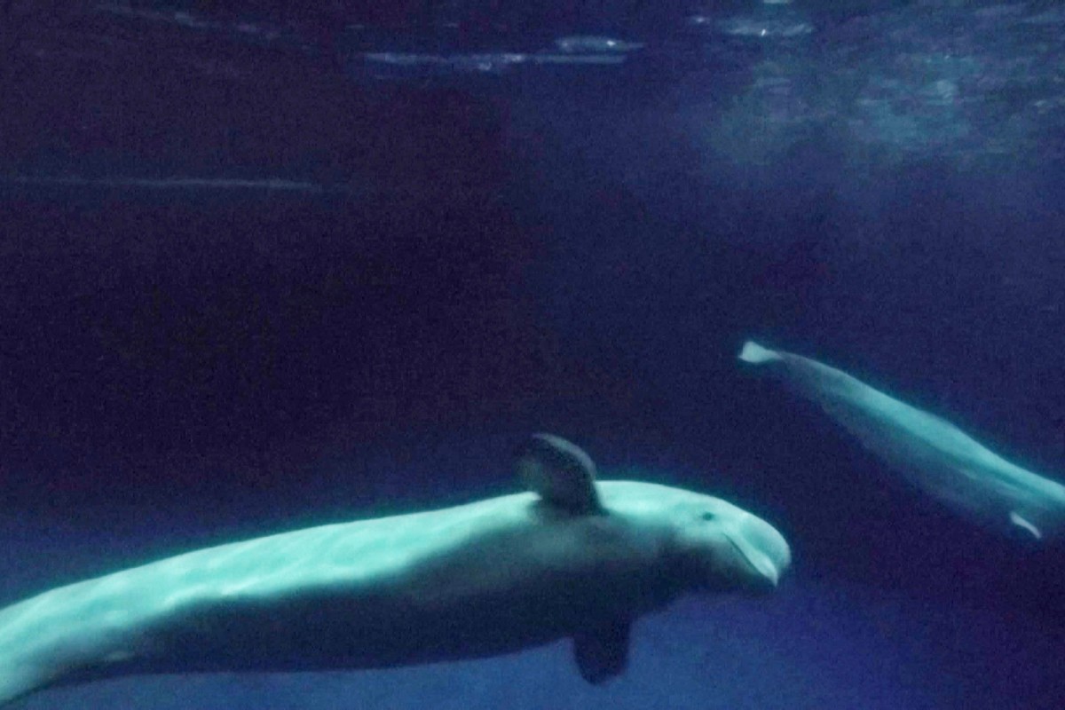 Captive beluga whales freed