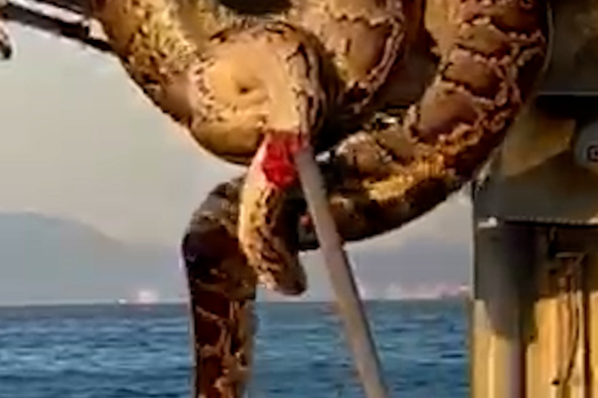 Hong Kong police grapple with 2-metre python