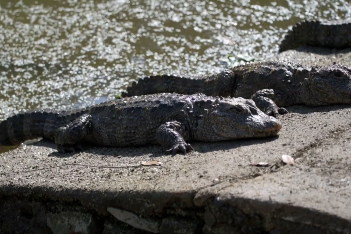 Yangtze alligators to shelter indoors
