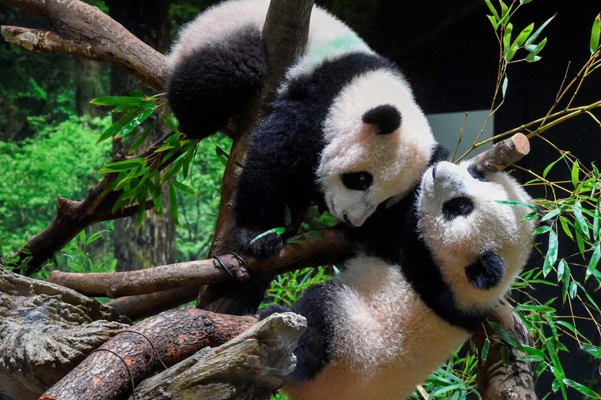 Tokyo zoo shows off twin pandas 