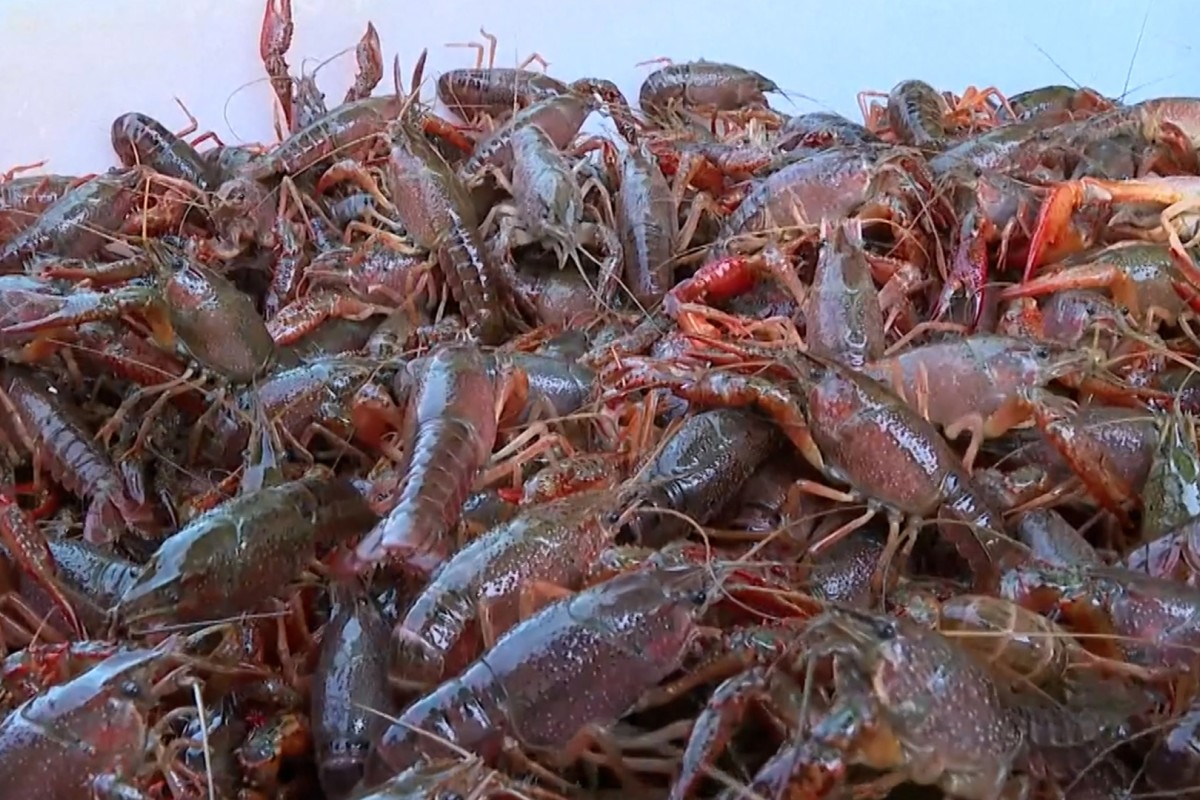 Overabundance of crayfish in China