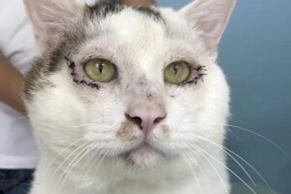 Stray cat shoots to cyberstardom in China after double eyelid