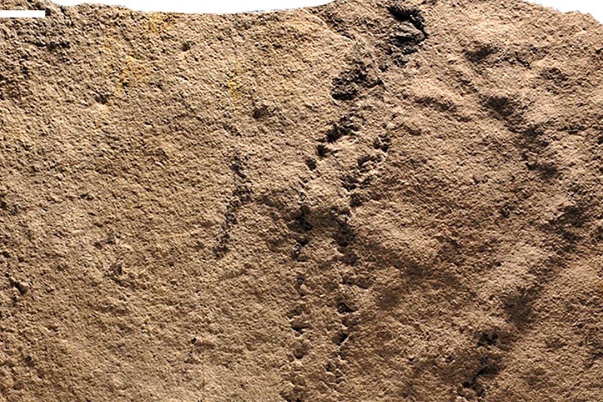 World's oldest animal footprints have been discovered in China