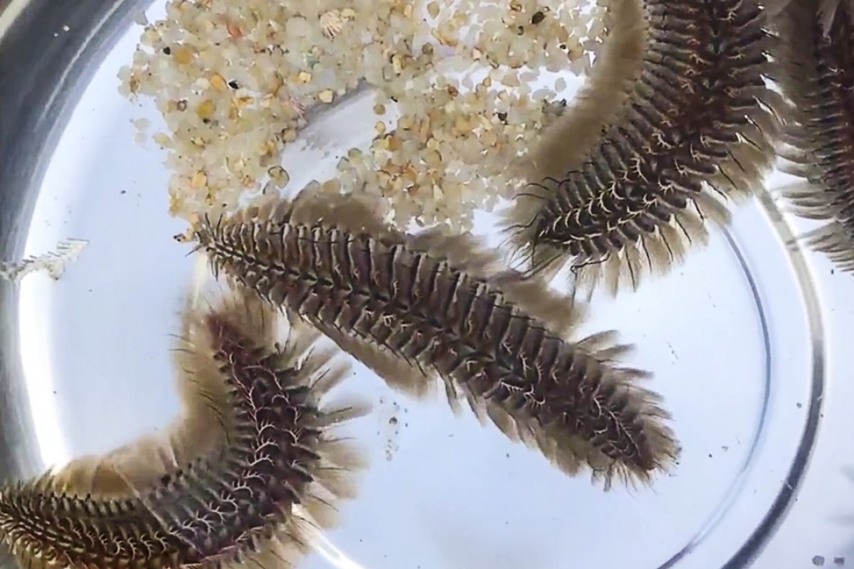 You may not want to go swimming with them:' Biting sea worms swarm