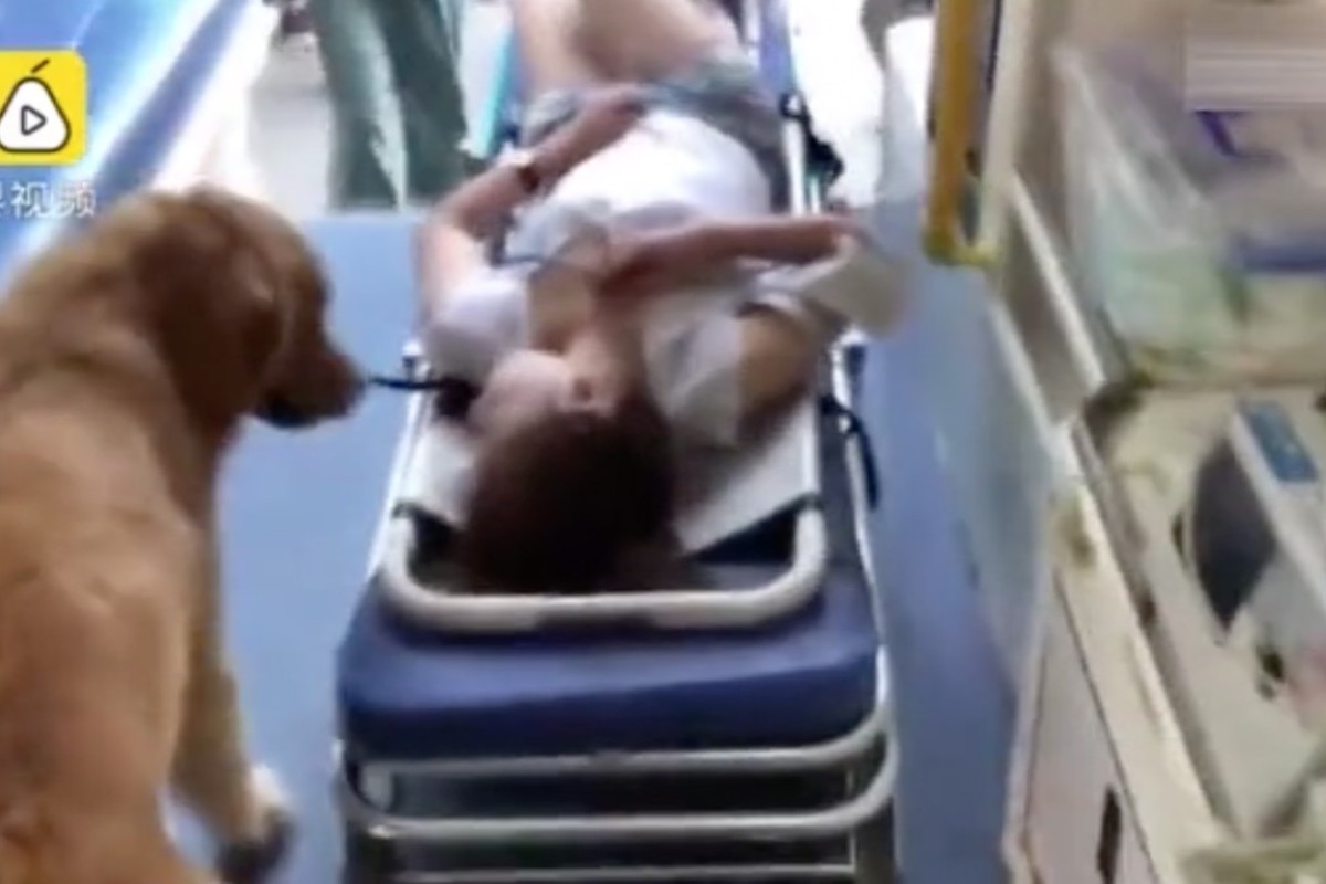 Golden retriever refuses to leave Chinese owner after she collapses in  street | South China Morning Post