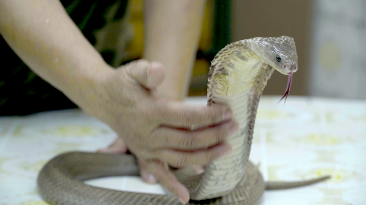 No snake soup for Hong Kong's young snake catcher King Cobra home Snakes  species Python