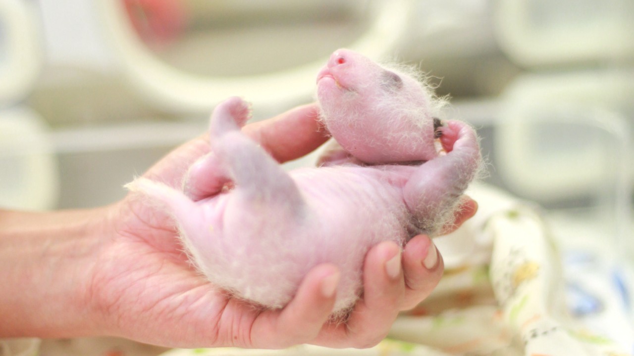 Panda Watch: tracking the growth of Hong Kong’s baby panda twins