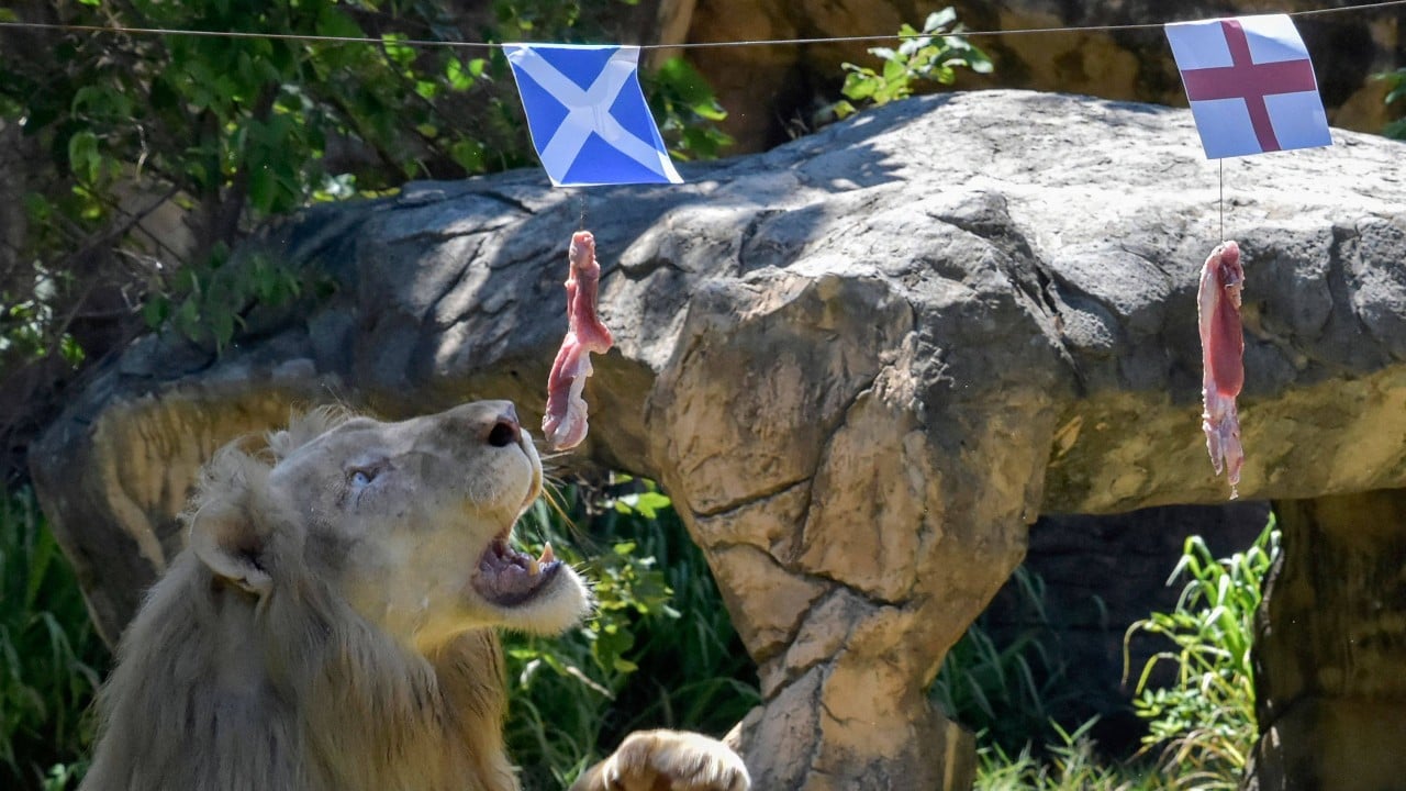 Roaring success: Boy the 'psychic' Thai lion successfully ...