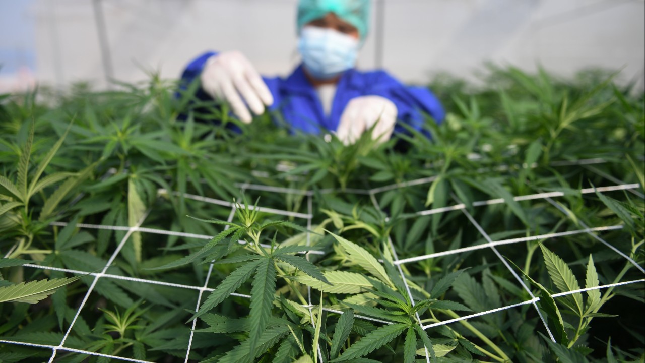 Thailand to drop jail terms and fines as it decriminalises marijuana
