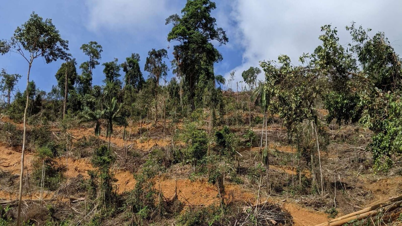 Malezya'nın Orang Aslı köylüleri için, tarlalar için ormanları temizlemek onların yaşam biçimlerini mahvediyor
