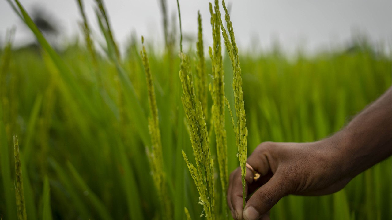 Rice, rice, maybe: India has already restricted exports of wheat and sugar, and analysts worry the staple food could be next