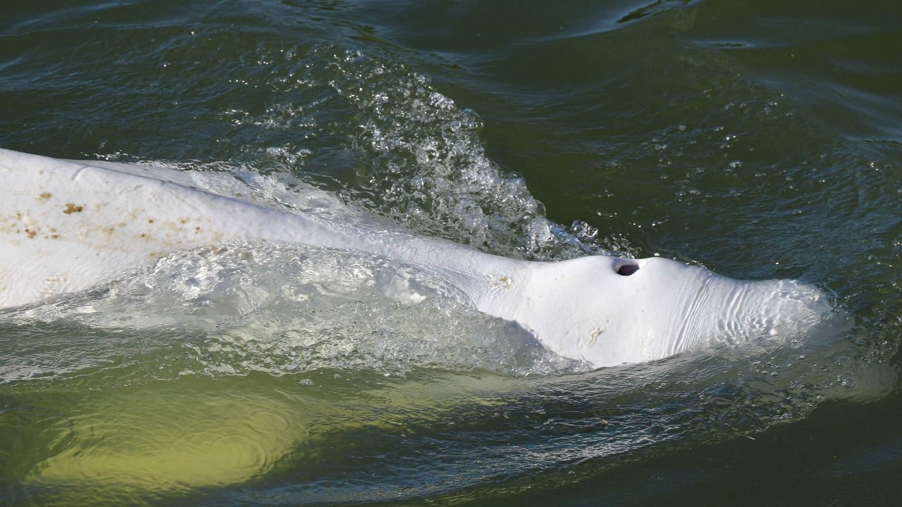 Normalde Kuzey Kutbu'nda bulunan Fransa'nın Seine Nehri'nde mahsur kalan beyaz balina için zamana karşı yarış