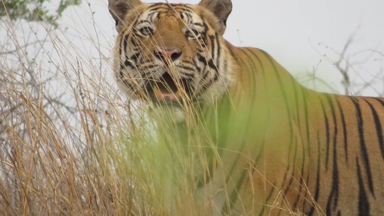 One of the best places to see wild tigers in India – and a lodge to stay at run by family of Project Tiger founder who kick-started big cat’s successful conservation