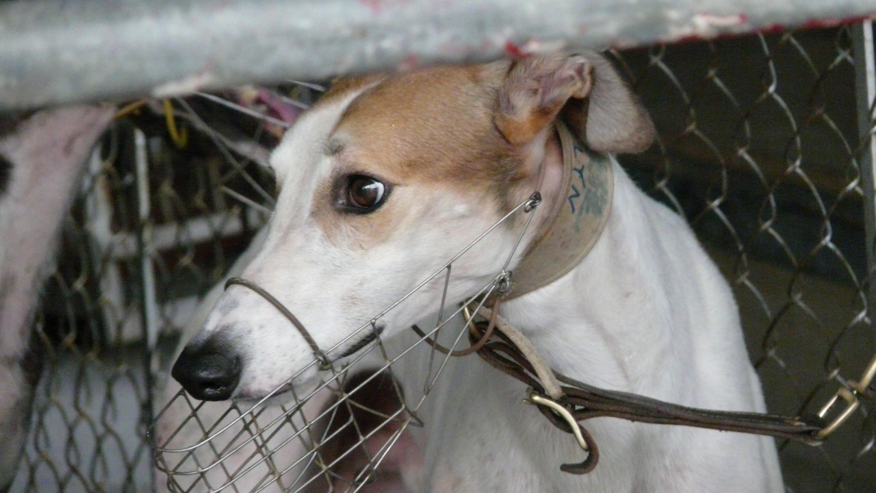 How one dog helped end greyhound racing in Macau, and how he lived out his life free from the cruel sport