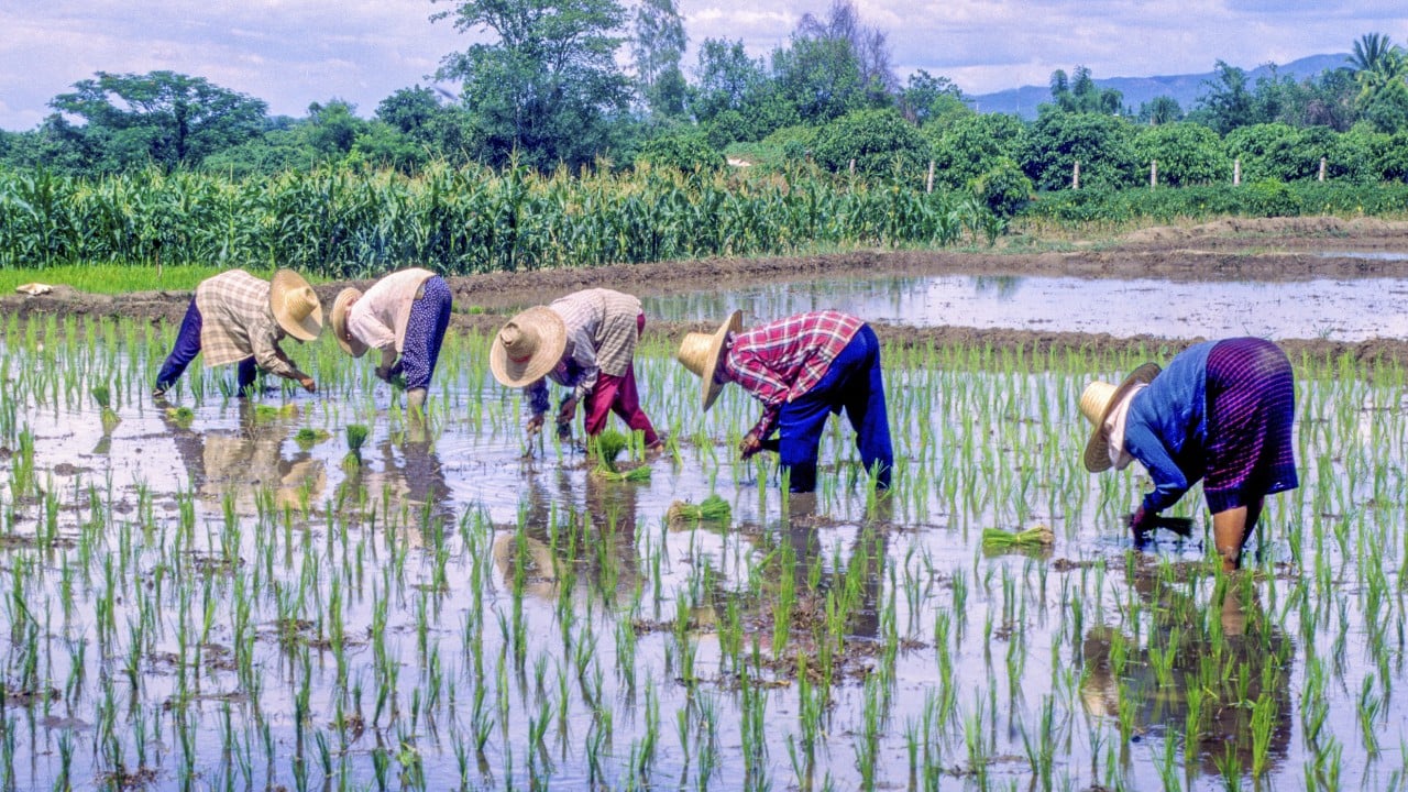 Weather and rice goddess are central to Thai farmers’ lives – a good harvest is the difference between feast and famine
