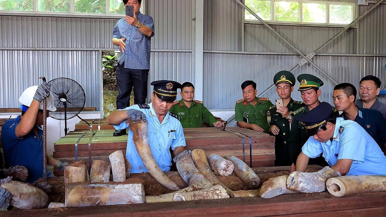 Lahey raporuna göre, Çin'in fildişi ticaretine yönelik baskıları kaçakçıları caydırıyor