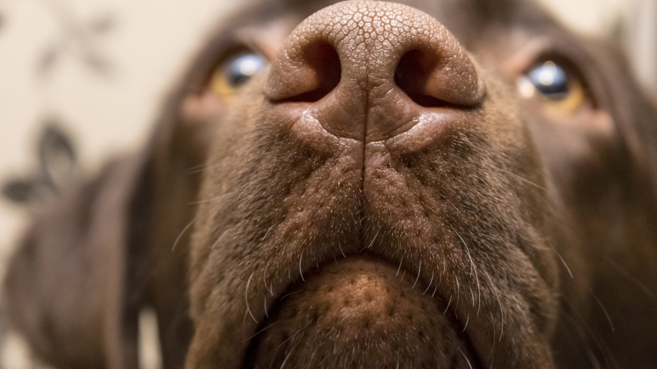 Dogs can smell stress in our breath and sweat, enabling them to calm