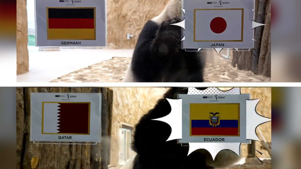 Panda peygamberler: Orta Doğu'daki ilk dev Çin ayıları, kazananları ve kaybedenleri 'tahmin ederek' Dünya Kupası futbol yıldızlarına dönüşüyor
