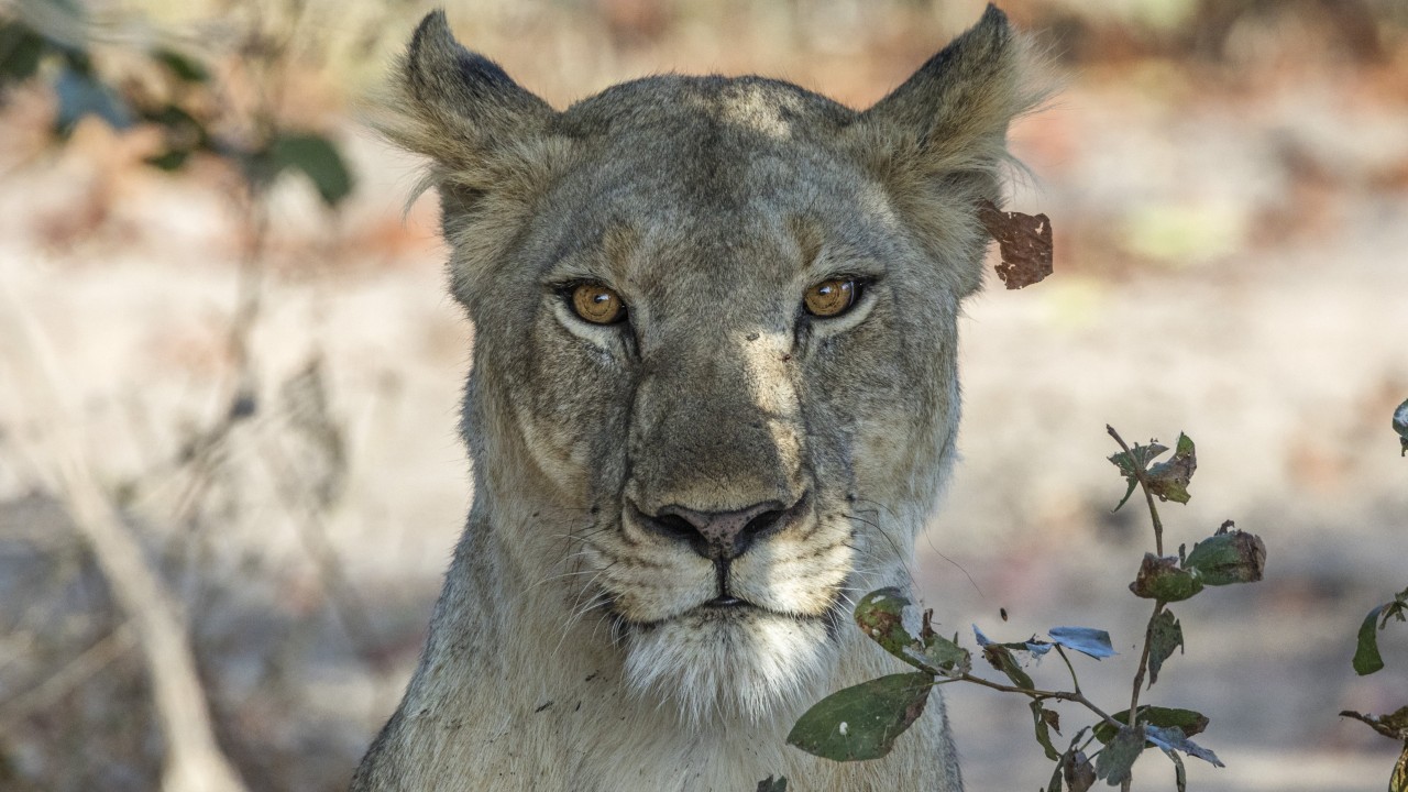位于南部非洲的马拉维国家公园正在为减少人类与野生动物冲突和恢复野生动物栖息地树立标杆，野生动物园旅游正在增长