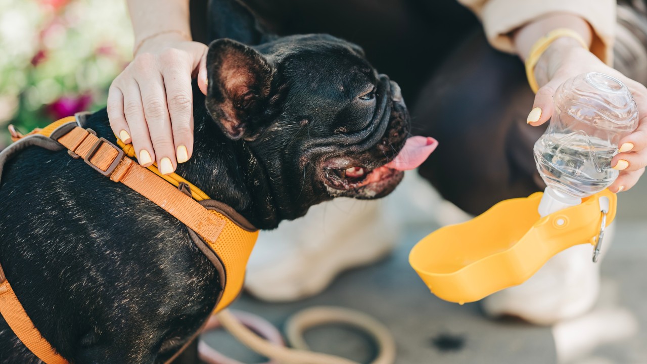 Netherlands to ban pets like flatfaced dogs, cats with folded ears to