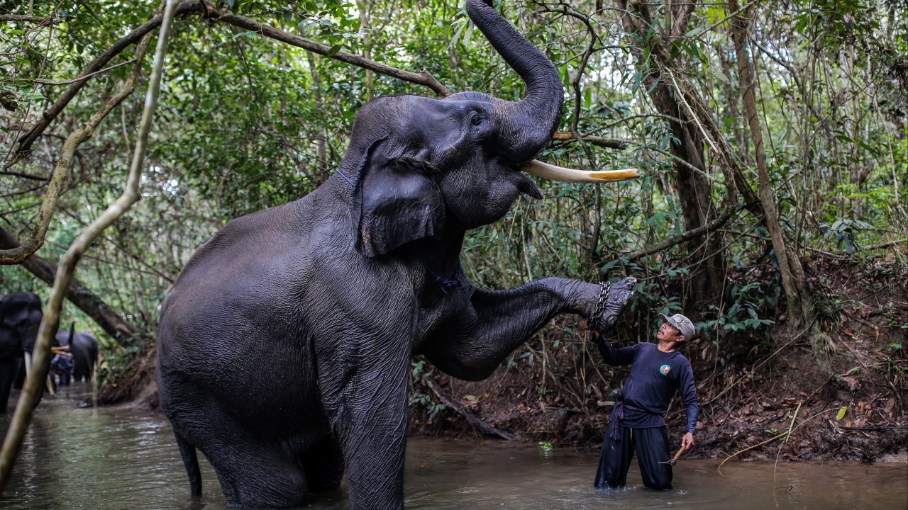 Discover More in Sumatran Elephant on Flipboard