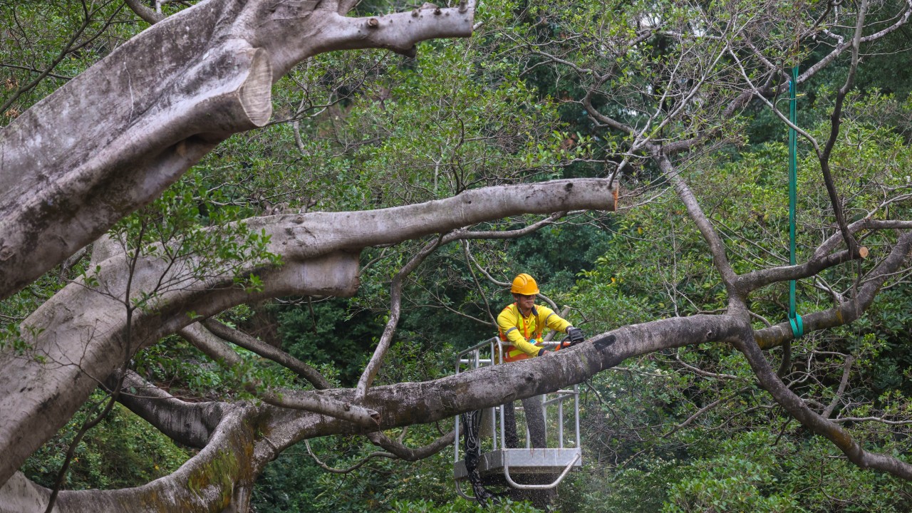 Hong Kong must save old trees from dying off, experts urge after authorities take axe to infected Chinese banyan