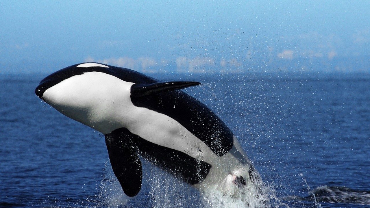 Killer whales damage boats in Spanish, Portuguese waters in puzzling new behaviour