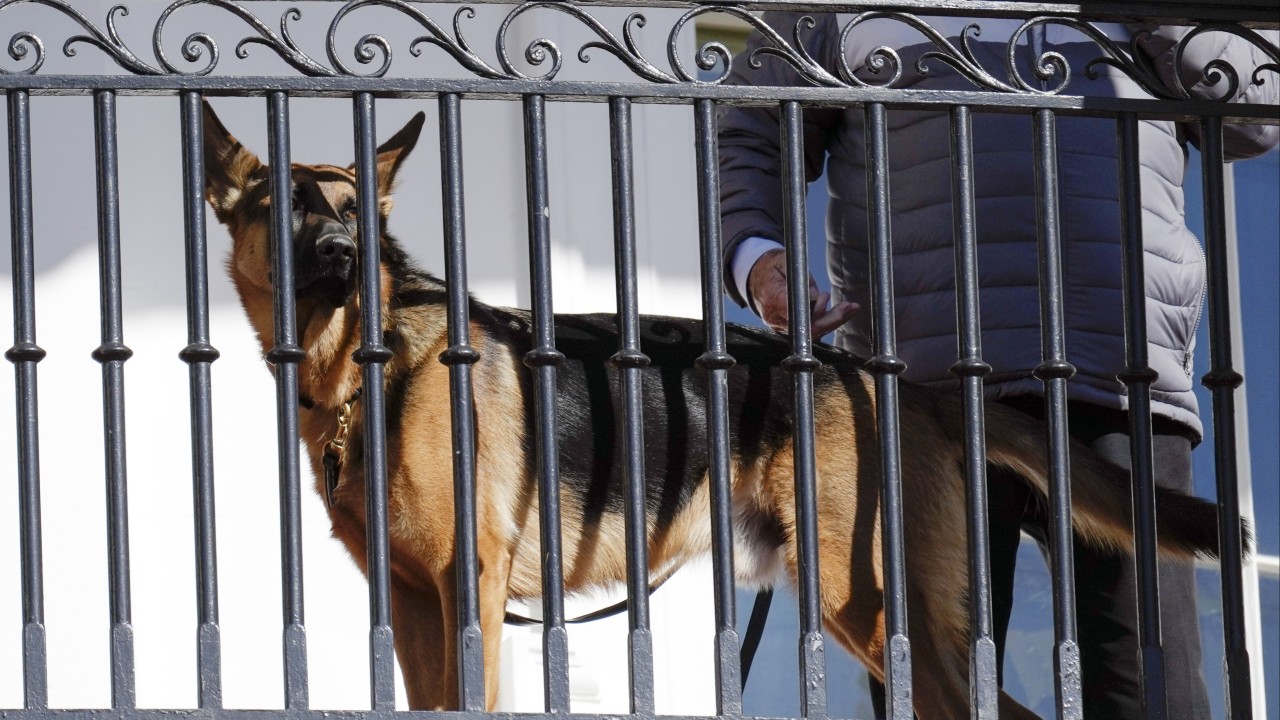 Kayıtlara göre Joe Biden'ın köpeği Komutan, Gizli Servis memurlarını dört ayda 10 kez ısırdı
