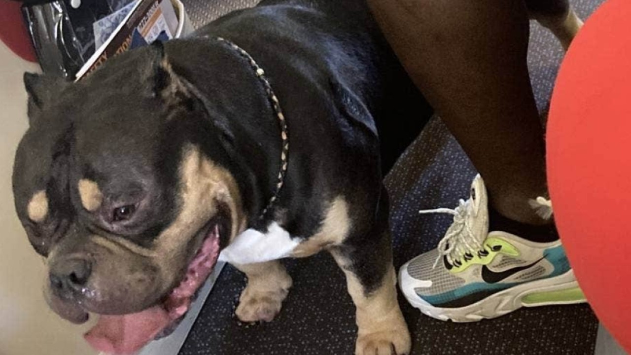 Singapore Airlines to refund New Zealand couple over ‘drooling’ dog incident during flight