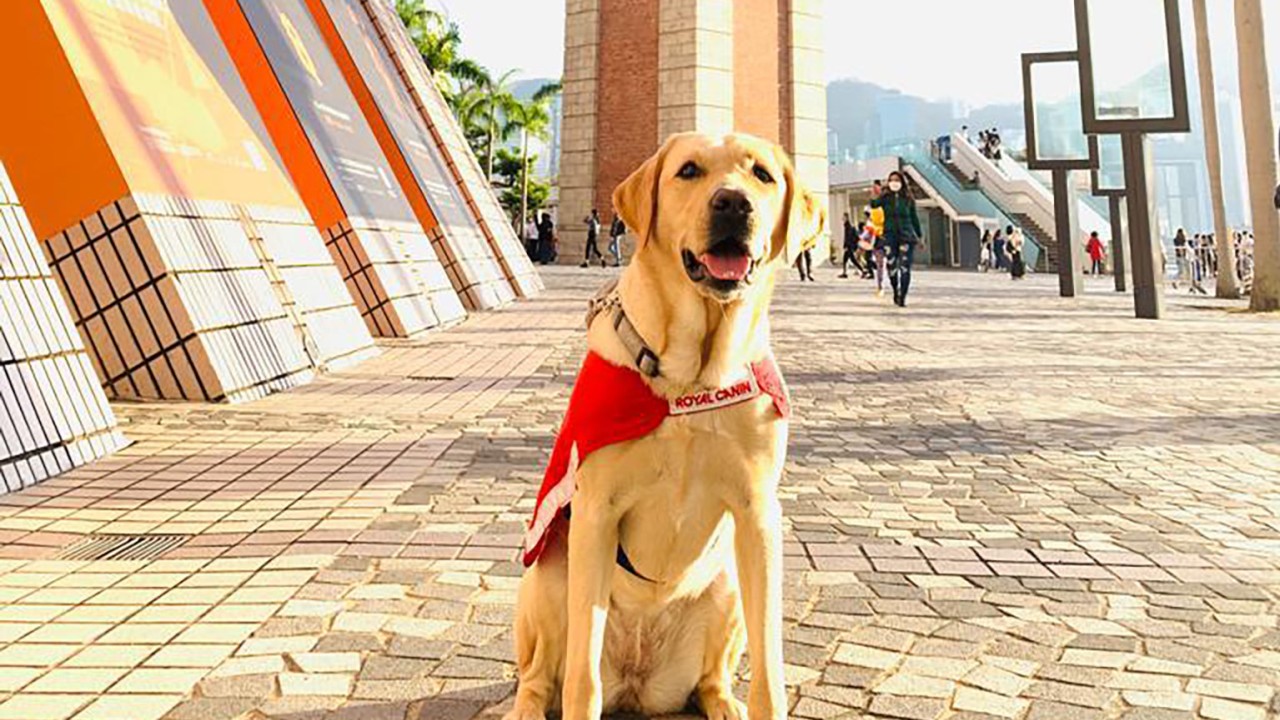 Hong Kong police investigate death of guide dog at shopping centre; some internet users slam use of service animals following incident
