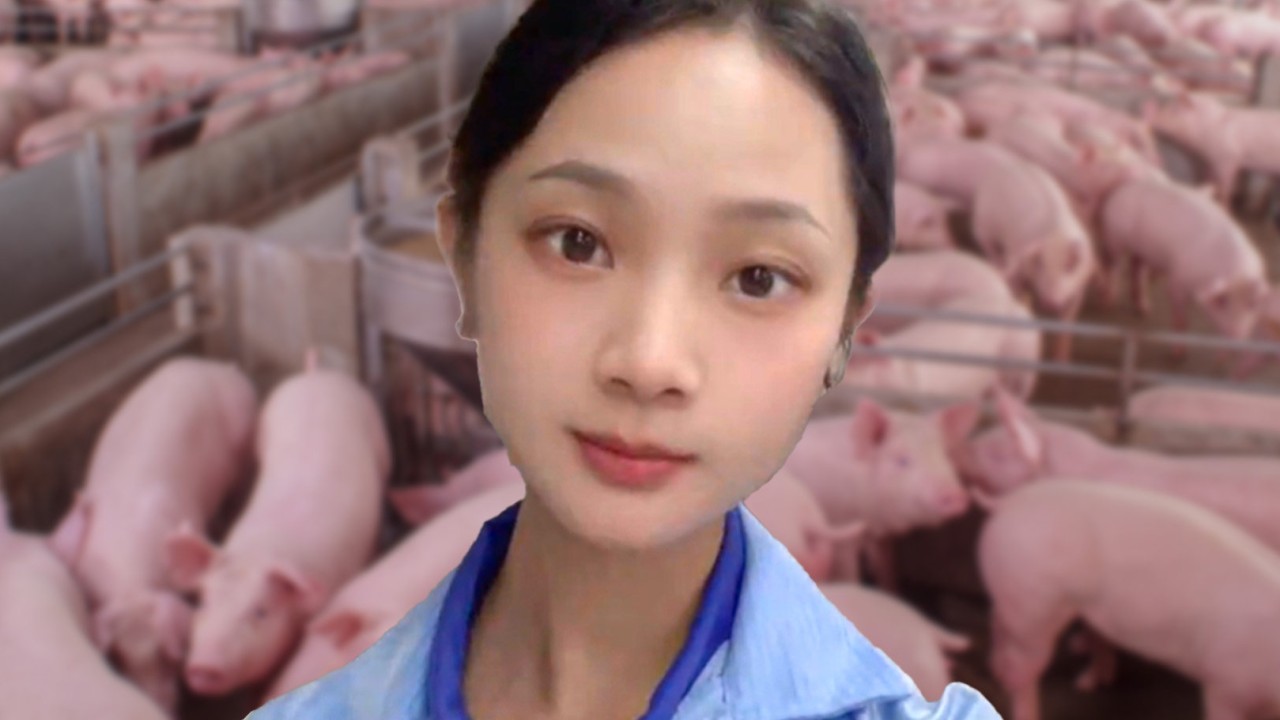 Attractive China pig farm worker, 26, becomes internet sensation after quitting office job to work with animals