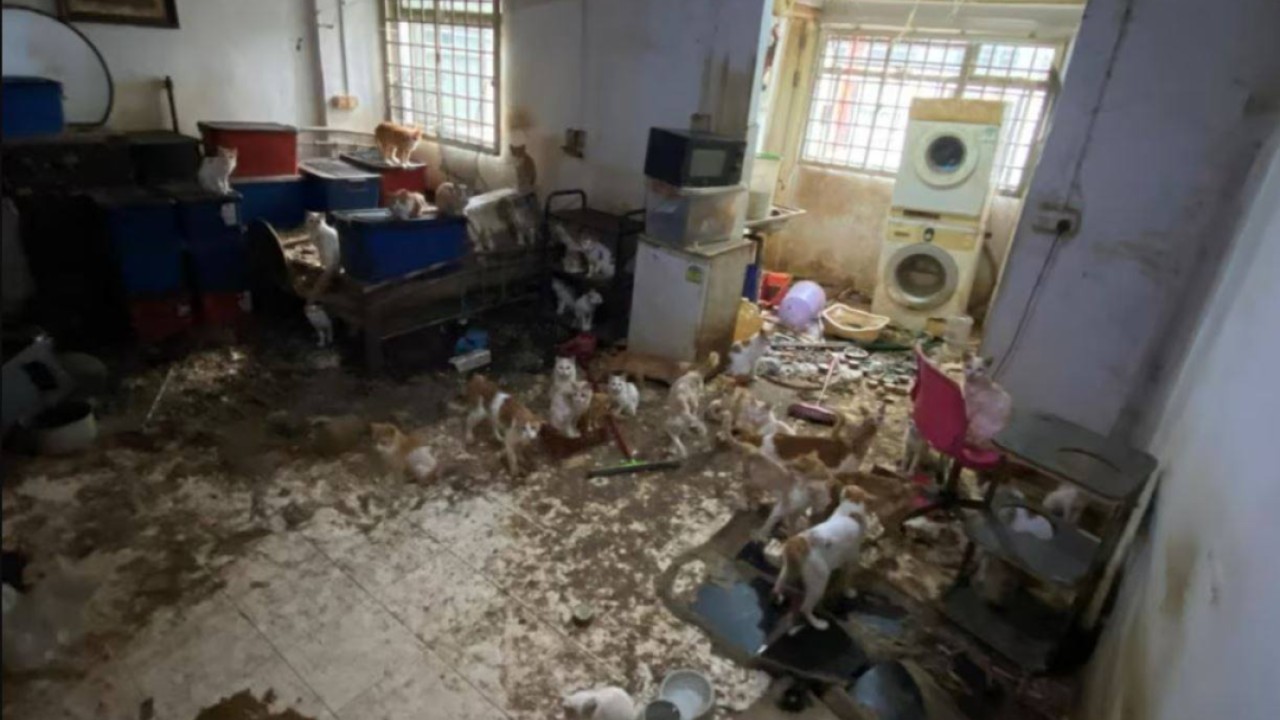 Singapore jails man for leaving 43 cats without food, water at faeces-strewn flat