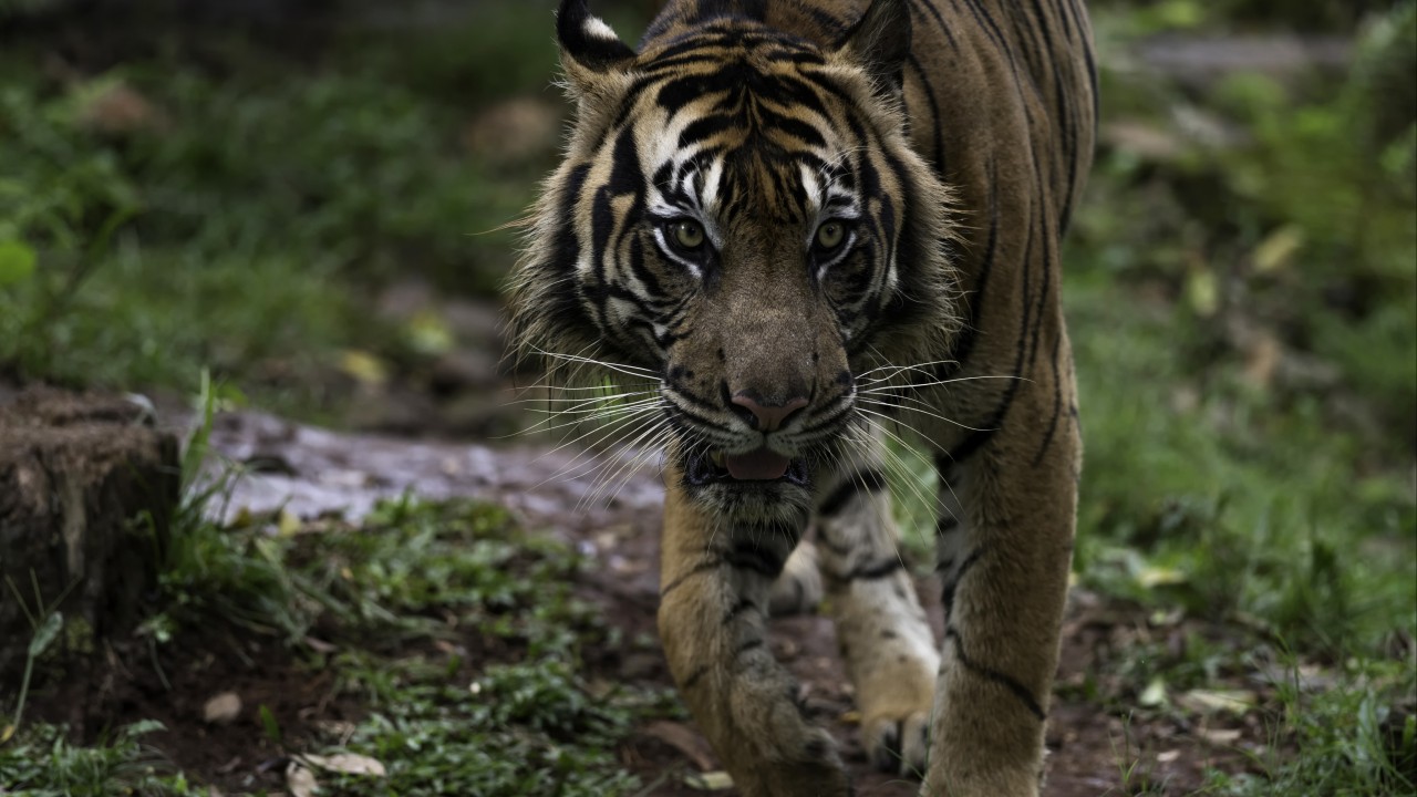 1 dead in suspected Indonesia tiger attack, hunt ongoing
