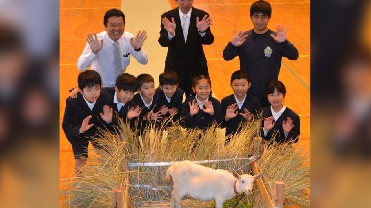 Japan primary school with only 8 pupils enrols baby goat as student, adds ‘lively vibes’ delighting children